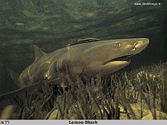 GCSR048-Lemon_Shark copia